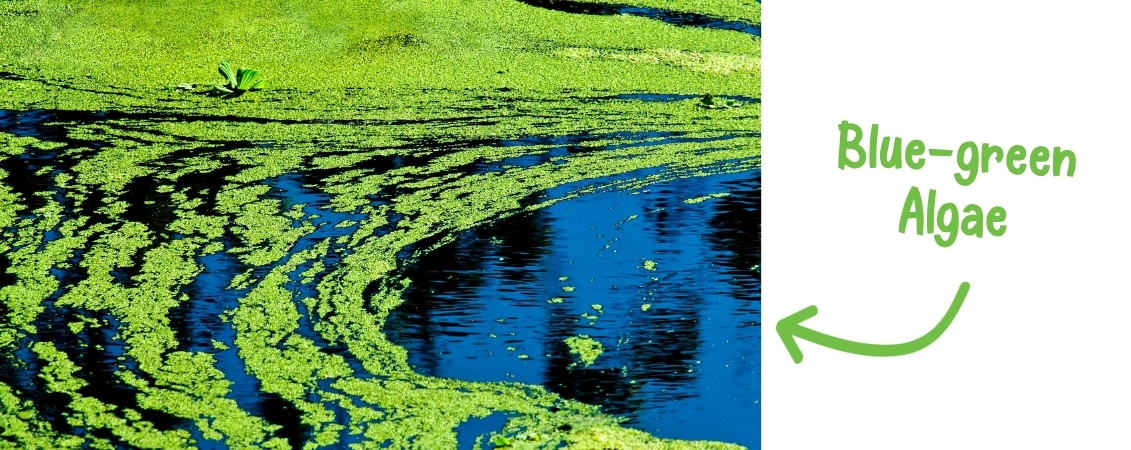 Spirulina Powder Spirulina Powder