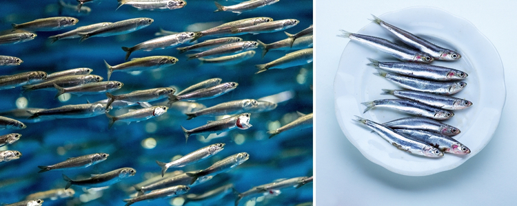 Anchovies