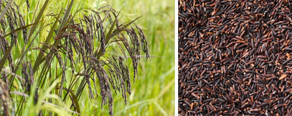 Black Rice Black Rice