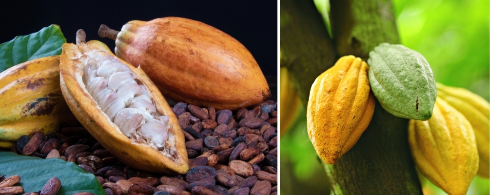 Cacao vs. Cocoa
