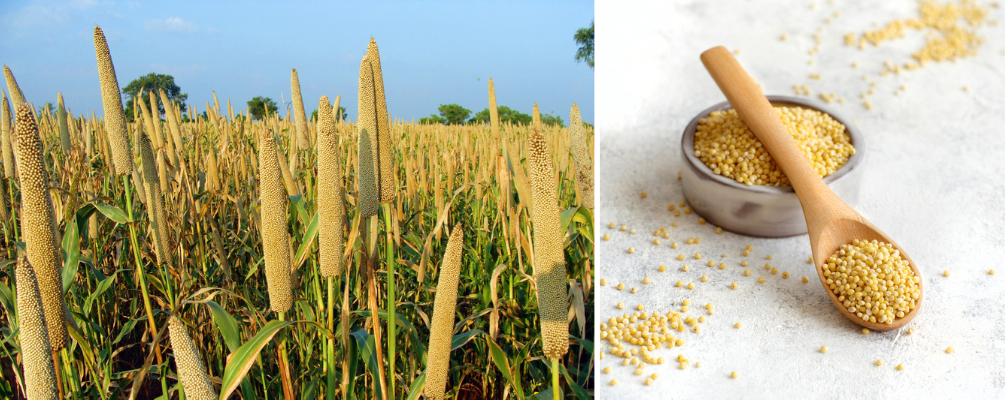 Hulled Millet Hulled Millet