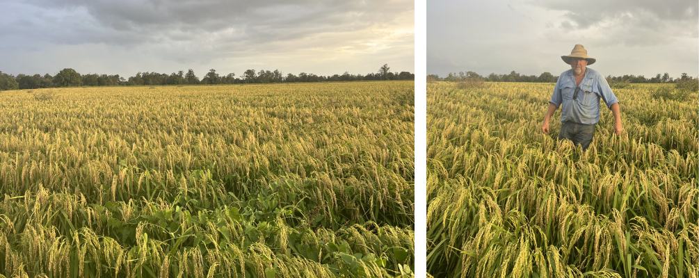 Biodynamic Rain-Fed Brown Rice