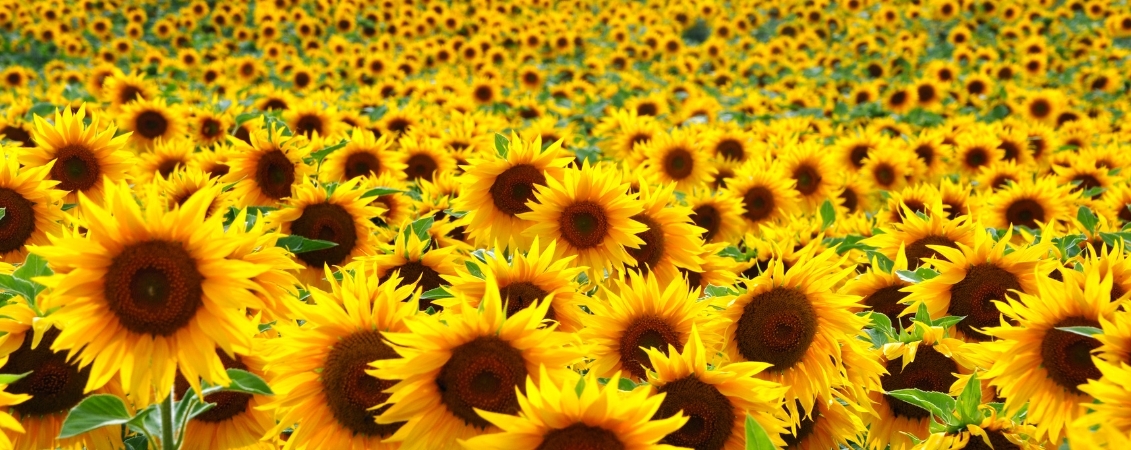 Sunflower Seeds
