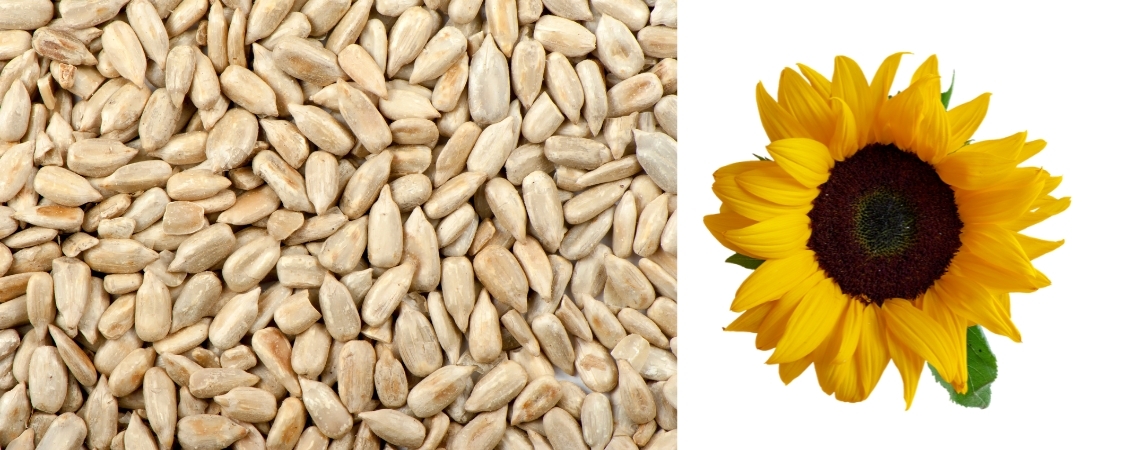 Sunflower Seeds